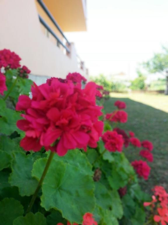Feakes Apartments Arillas (Corfu) Exterior foto